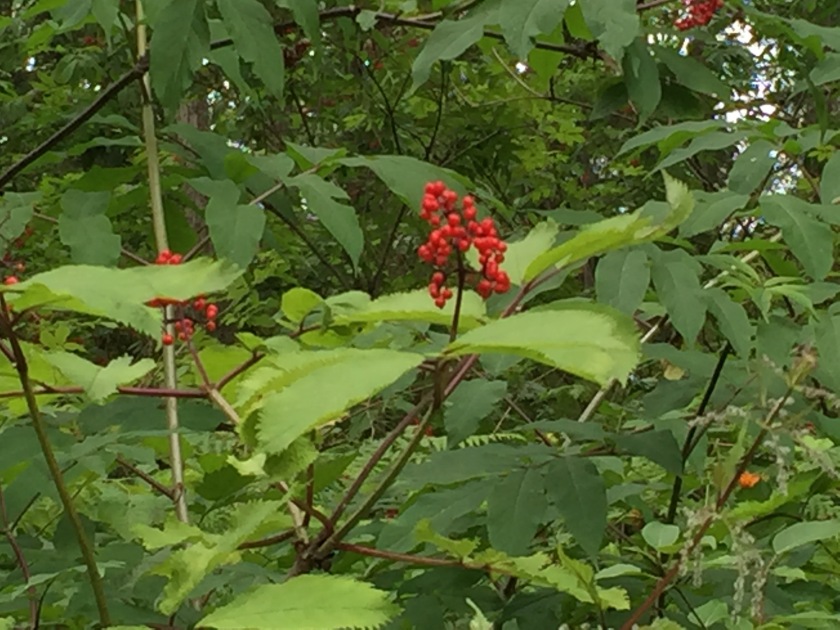 red elderberry